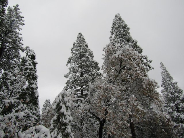 snow in trees